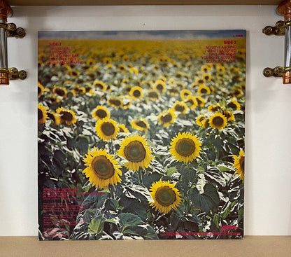 Sunnyboys – Individuals