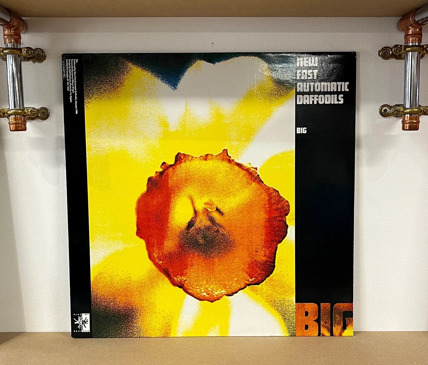 New Fast Automatic Daffodils – Big
