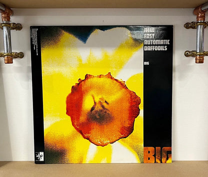 New Fast Automatic Daffodils – Big