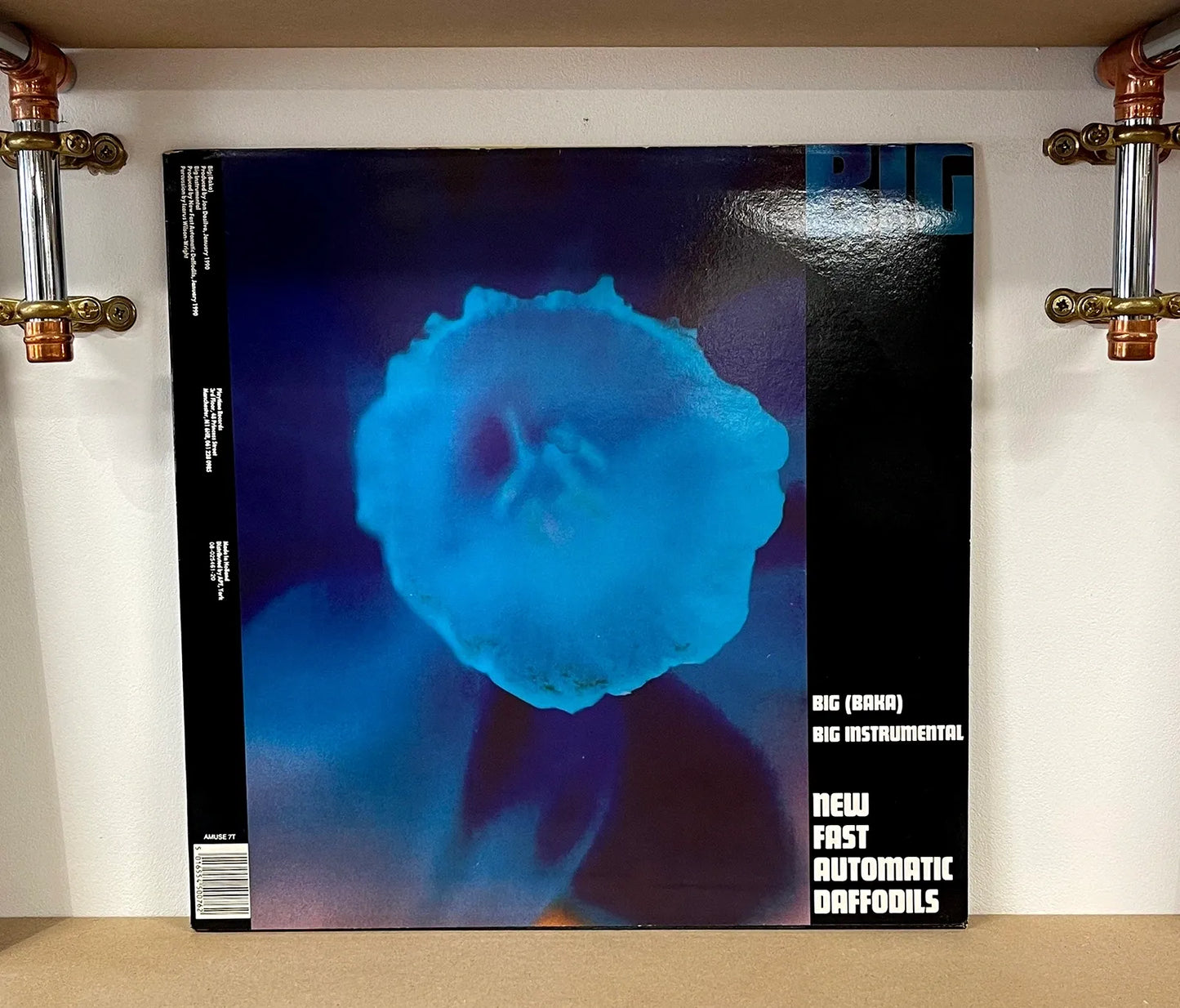 New Fast Automatic Daffodils – Big